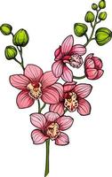 rama con flores de orquídea rosa, rama de orquídea floreciente de color vectorial aislada en fondo blanco vector
