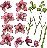 poner flores de orquídeas, elementos florales de flores tropicales de orquídeas, flores rosas, violetas, capullos, plantas tropicales sobre fondo blanco vector