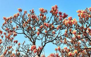 Beautiful cherry and plum trees in blossom during springtime with colorful flowers photo