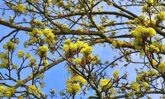 Beautiful cherry and plum trees in blossom during springtime with colorful flowers photo