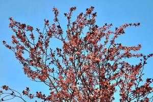 Beautiful cherry and plum trees in blossom during springtime with colorful flowers photo