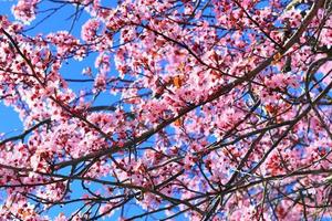 Beautiful cherry and plum trees in blossom during springtime with colorful flowers photo
