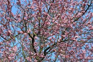 Beautiful cherry and plum trees in blossom during springtime with colorful flowers photo