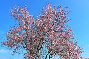 Beautiful cherry and plum trees in blossom during springtime with colorful flowers photo