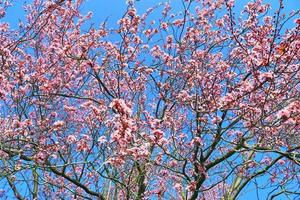 Beautiful cherry and plum trees in blossom during springtime with colorful flowers photo