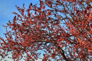 Beautiful cherry and plum trees in blossom during springtime with colorful flowers photo