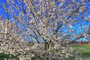 Beautiful cherry and plum trees in blossom during springtime with colorful flowers photo