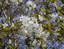 Beautiful cherry and plum trees in blossom during springtime with colorful flowers photo