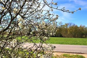 Beautiful cherry and plum trees in blossom during springtime with colorful flowers photo