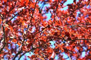 Beautiful cherry and plum trees in blossom during springtime with colorful flowers photo