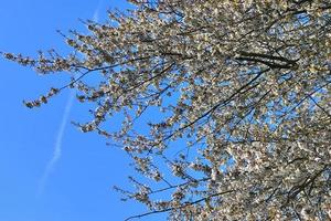 Beautiful cherry and plum trees in blossom during springtime with colorful flowers photo