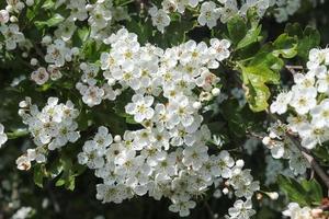 Beautiful cherry and plum trees in blossom during springtime with colorful flowers photo