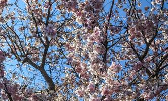 Beautiful cherry and plum trees in blossom during springtime with colorful flowers photo