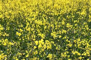 Yellow field of flowering rape and tree against a blue sky with clouds, natural landscape background with copy space, Germany Europe photo