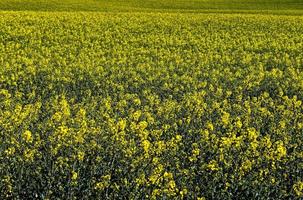 Yellow field of flowering rape and tree against a blue sky with clouds, natural landscape background with copy space, Germany Europe photo