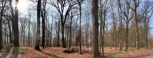 hermosa vista a un denso bosque verde con luz solar brillante que proyecta una sombra profunda foto