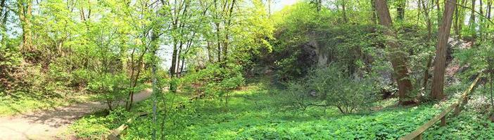 Beautiful view into a dense green forest with bright sunlight casting deep shadow photo