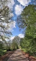 Beautiful view into a dense green forest with bright sunlight casting deep shadow photo