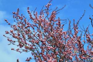 Beautiful cherry and plum trees in blossom during springtime with colorful flowers photo