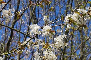 hermosos cerezos y ciruelos en flor durante la primavera con flores de colores foto