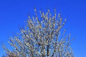 Beautiful cherry and plum trees in blossom during springtime with colorful flowers photo