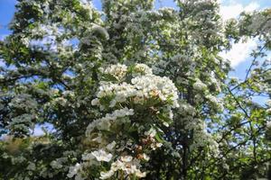 hermosos cerezos y ciruelos en flor durante la primavera con flores de colores foto