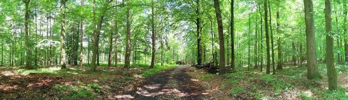 Beautiful view into a dense green forest with bright sunlight casting deep shadow photo