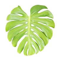 Monstera leaf isolated on white backround with clipping path photo