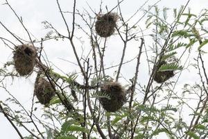 nido de pájaro en la parte superior del árbol foto