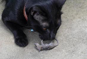 Black cat with dead rat photo