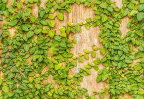 Creeping plant on wooded wall background photo