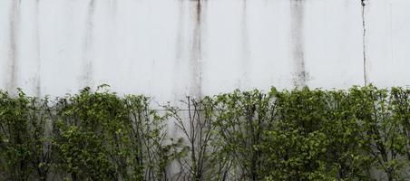 manchas de lluvia en la pared de cemento blanco con pared de hojas verdes foto
