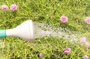 Green watering can with water drop and pink flower background photo