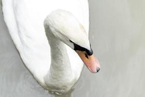 Close up portrait white swan in lake photo