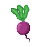 fresh vegetable beet vector