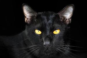 retrato, cabeza, gato negro, en, fondo negro foto