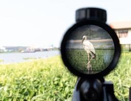 scope rifle aimed at pelicans photo