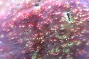 Ripe avacado half close up picture photo