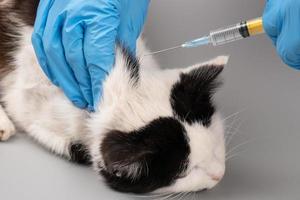 veterinarian treats a sick kitten by making an injection with a syringe, concept pet treatment photo