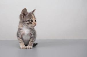 pequeño gatito gris esponjoso con espacio de copia, maqueta de pancarta de gato foto