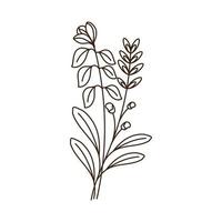 leafs and pistils foliage vector