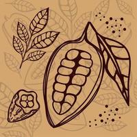 hojas y frutos de cacao vector