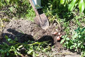 peasant gathers young potatoes in vegetable garden photo