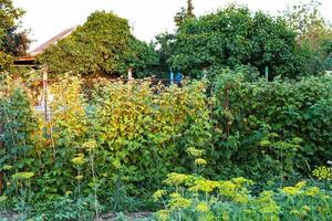 raspberry bush in country garden in summer evening photo