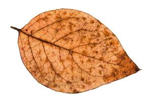 autumn rotten leaf of poplar tree isolated photo