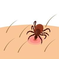 Vector illustration, a tick scientific name Ixodes ricinus, a dangerous insect, isolated on white background.