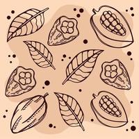 cocoa leafs and fruits vector