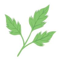 coriander fresh vegetable vector