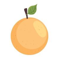 fresh orange citrus fruit vector