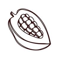 cocoa fruit sketch vector